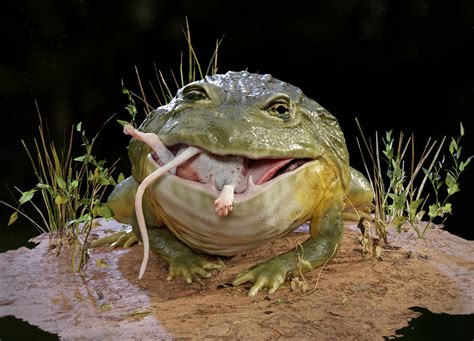 christiaangerritsen.art - African Bullfrog