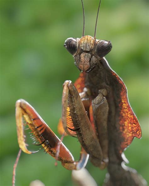 Dead Leaf Mantis - ZBrushCentral