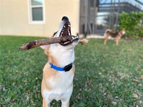 Waterproof Apple AirTags Holder Durable and Easy to Install – FeeyarPets