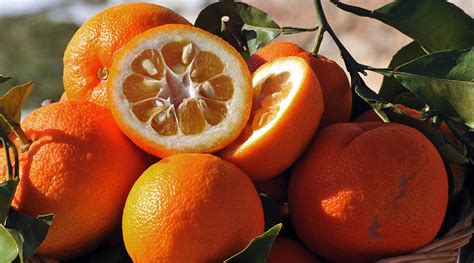 Cooking with the seasons: Seville oranges - Falstaff