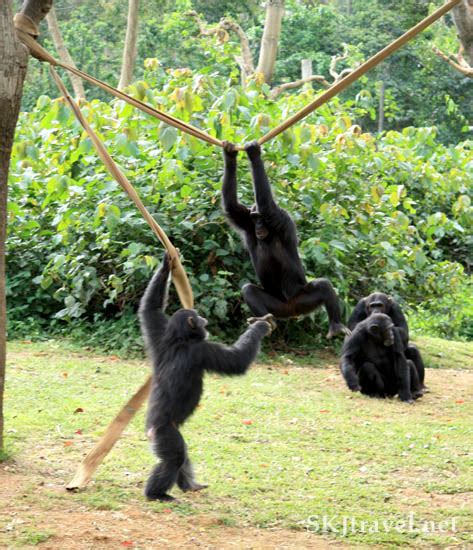 Chimp Using Fire 的图像结果