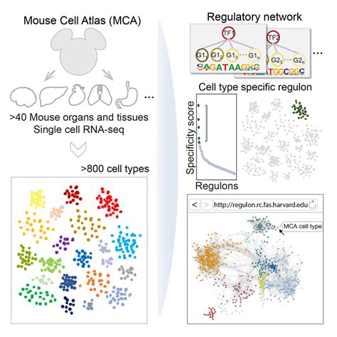 Mouse Cart Cell Image 的图像结果