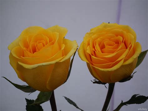 Two Yellow Color Rose Flowers – Photo Trap
