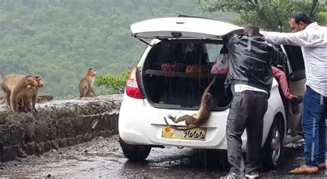 How Social Media Helped Reunite A Brutally Kidnapped Monkey With Her Family