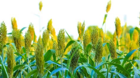 Jowar crop: तेलंगाना के किसानों की गुहार, ज्वार की पूरी उपज खरीद लो ...
