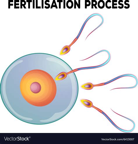 Diagram fertilisation process Royalty Free Vector Image