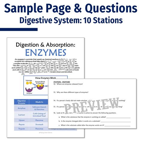 Image result for Digestive System Fun Activities