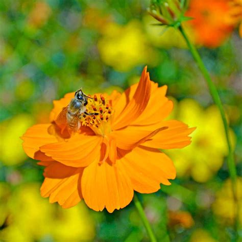 Bright Lights Cosmos Seeds | Terroir Seeds