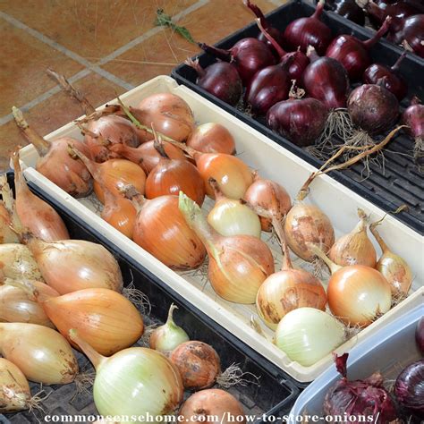 Best Way To Store A Half Used Onion at Callum Coombes blog