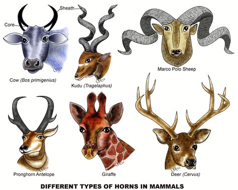 Comparative Vertebrate Anatomy | Zoology for IAS, IFoS and other competitive exams