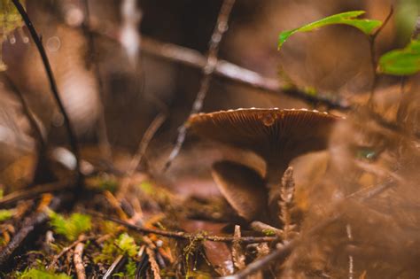 Mushroom Hunting by the Salmon River – Maxwell