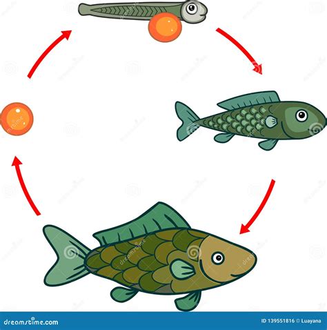 Life Cycle of Fish. Sequence of Stages of Development of Fish from Egg ...