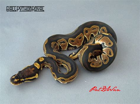 Image result for All-Black Ball Python