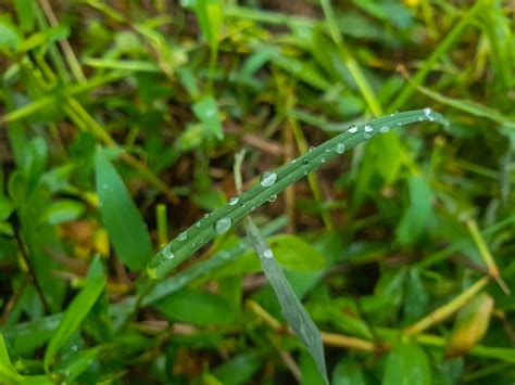 Eau sur l'herbe dans la zone agricole | Photo Premium