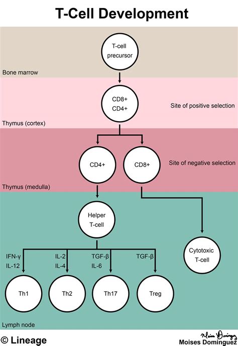 Image result for T Lymphocyte Development