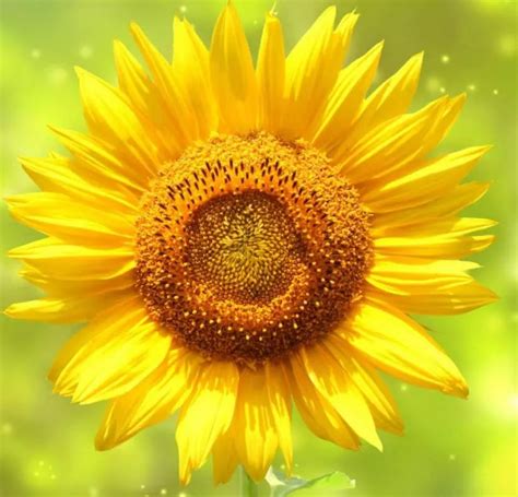 如何种向日葵花？向日葵养殖方法和注意事项-绿宝园林网