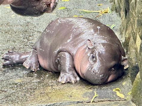 How to visit Moo Deng: Location, transportation, price, and more