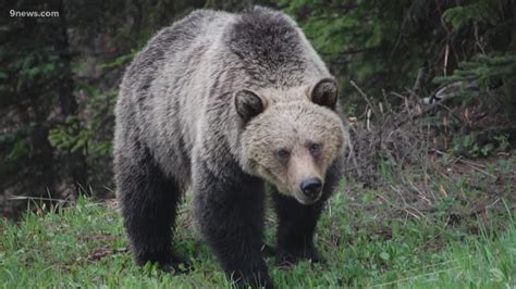 Reintroducing grizzly bears to Colorado 'could certainly have benefits ...