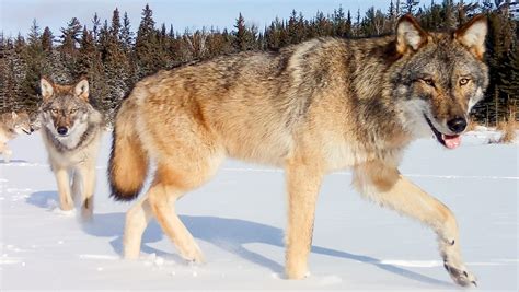 Predator at the Pond: The Backstory of Wolves Ambushing Beavers
