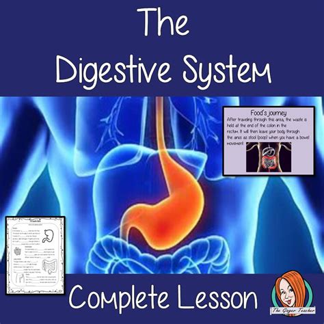 Image result for Digestive System Theme