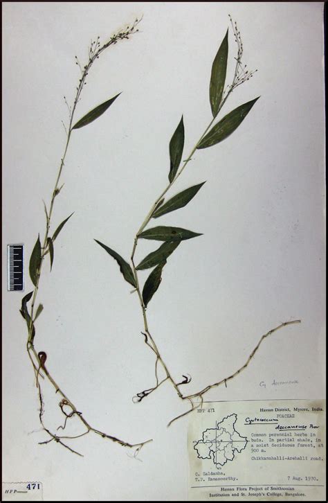 Herbarium JCB