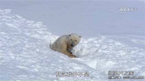 北极熊的资料 北极熊的日常生活！(2)|