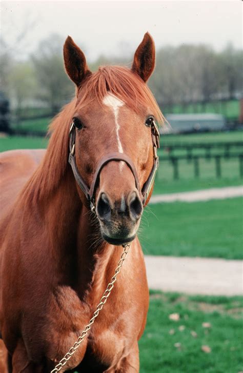 Did you know? Local legend Secretariat | Discover Richmond | richmond.com