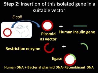 Recombinant DNA Technology Steps 的图像结果