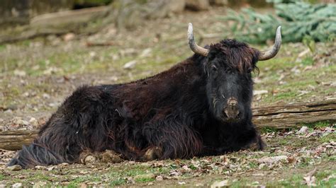 Domestic Yak in zoo 18918385 Stock Photo at Vecteezy