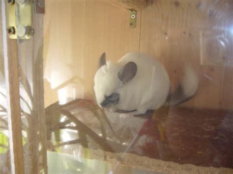 Chinchillas suchen neues Zuhause in Wertheim | Tiere | Kleinanzeigen