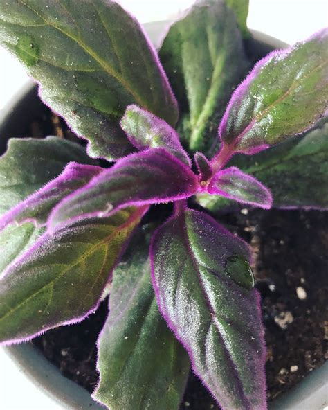 Purple Leaf Plants Indoor - leafimagespics