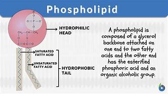 phospholipids 的图像结果