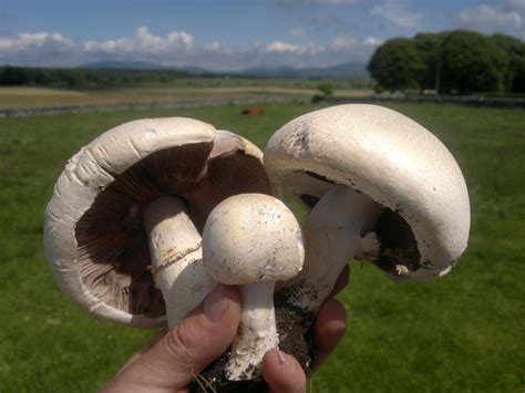 Horse Mushrooms – Edibility, Identification, Distribution – Galloway ...