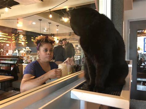 Java Cats Cafe — The Neighbor's Cat