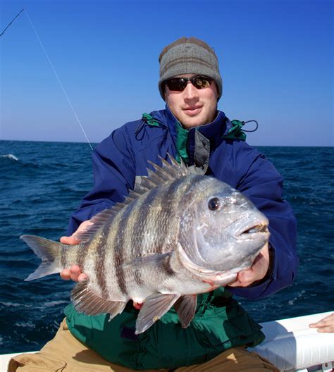 Sheepshead Fish