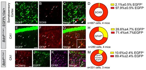 Genetic Dissection of BDNF and TrkB Expression in Glial Cells