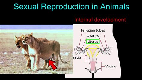 Image result for How Humans Reproduce