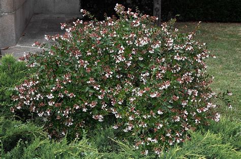 Growing and caring for Abelia grandiflora: the ultimate guide for gardeners