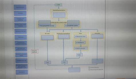 Mean Arterial Pressure Diagram