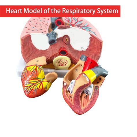 Buy Veipho Human Respiratory System Model with 51 Parts Indication ...