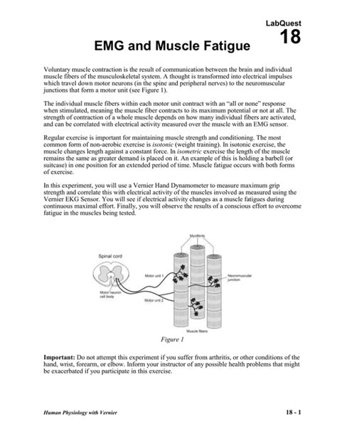 Image result for Muscle Activity EMG