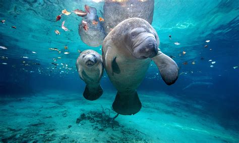 Manatees Classification