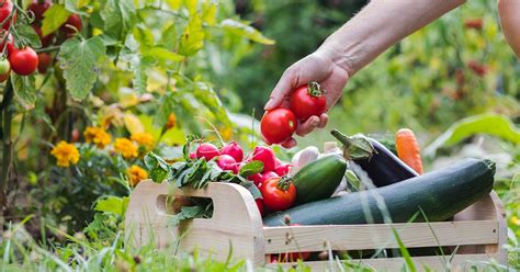 Diploma in Organic Agriculture | National Council of Training Academy