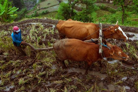 Image result for Farming Patterns Java