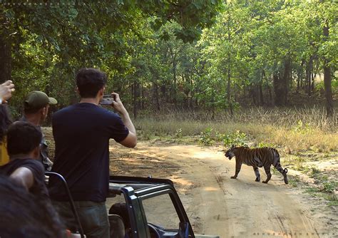Earth Art India Pictures: 6 tips to spot a Tiger in the wild during ...