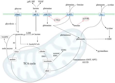 Targeting Glutamine Addiction in Gliomas