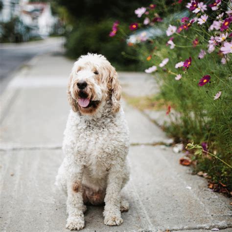 Goldendoodle Sizes: Standard, Mini And Medium Goldendoodles