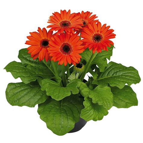 Image result for Mini Orange Tutorial