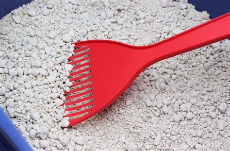 10 Pet Hygiene Tips You Should Be Following | PetMD