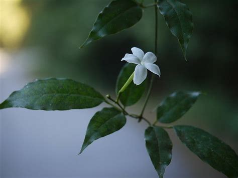 Chameli Flowers: A Complete Guide to Types, Care, and Growth – Abana Homes